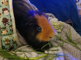 Adult female ginea pig wanted