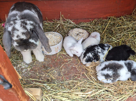5 mini lop ear bunnies