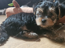 2 cheeky lil boy yorkie pups left