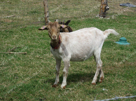 for sale our lovely nanny goat