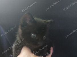 Kittens