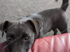 Forever Home Needed for Our Beautiful 3-Year-Old Patterdale
