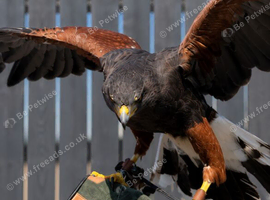 Female Harris Hawk