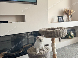 Ragdoll Kitten
