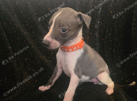 Beautiful Whippet Puppies Ready For Their New Homes