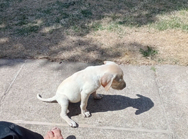 Labrador mix
