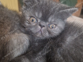 Beautiful Persian exotics