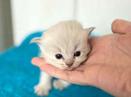 Ragdoll Kittens