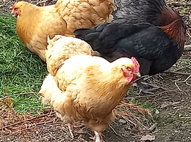 Quality large fowl