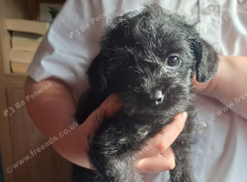 Shihpoo puppies