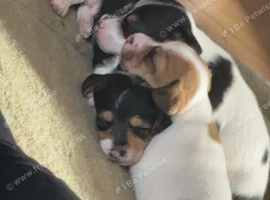 Puppies looking for forever homes
