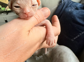 Sphynx babies - 1 boy left