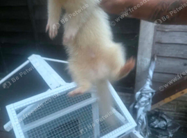 2 ferrets male and female