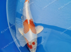 beautiful koi for sale from &pound;5 each