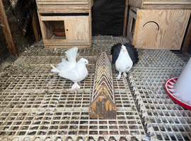 Indianfantail Breeding Pair