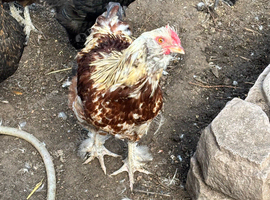 Cockerel