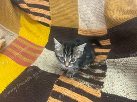 Kittens looking for their forever homes