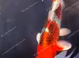 Koi