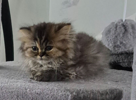 Stunning Chinchilla  Rare kitten