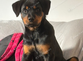 Rottweiler pup