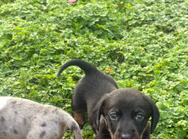 2 playful miniature dachshund pups