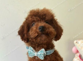 Asian toy poodle puppy boy