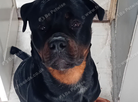 Rottweiler