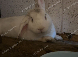 girl bunny