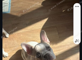 Fawn pied French bulldog