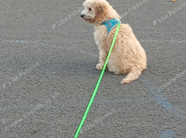 Cockapoo male for sale (5 month old)