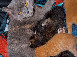 BRITISH SHORTHAIR X KITTENS FOR SALE
