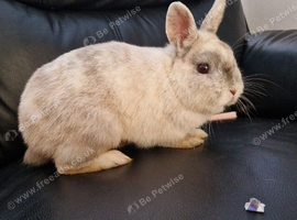 Friendly Rabbit &ndash; Netherland Dwarf &times; Dwarf Lop