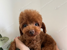 Deep red female Asian toy poodle