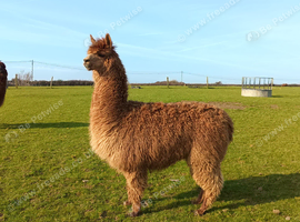 Female alpacas