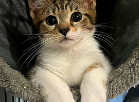 Female kitten for sale, Beautiful colouring and extremely affectionate.