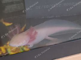 Golden Albino Axolotl (7/8 months old)