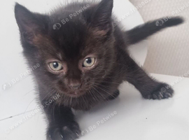 9 week old kittens:)