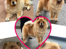 4yr old chow chow female