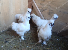 Silkie Cockerells for sale