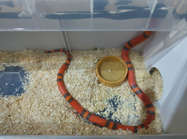 TANGERINE HONDURAN MILK SNAKE