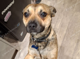 Buster - Jack Russell x Staffy