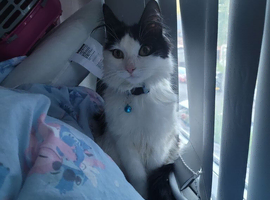 8 month old maine coon kitten needs a loving home