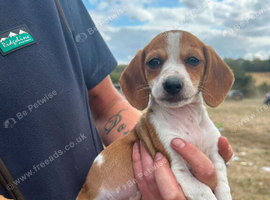 Dashhound X jack Russell