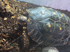 Lovely Redfoot tortoise 11inch female
