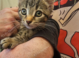 KITTENS FOR SALE READY TO LEAVE NOW