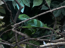 Fiji iguana
