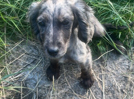 cocker spaniel puppy