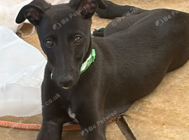 Gorgeous KC registered whippet for sale
