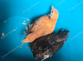 2 bantom hens 14 weeks old