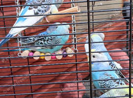 Lovely baby budgies
